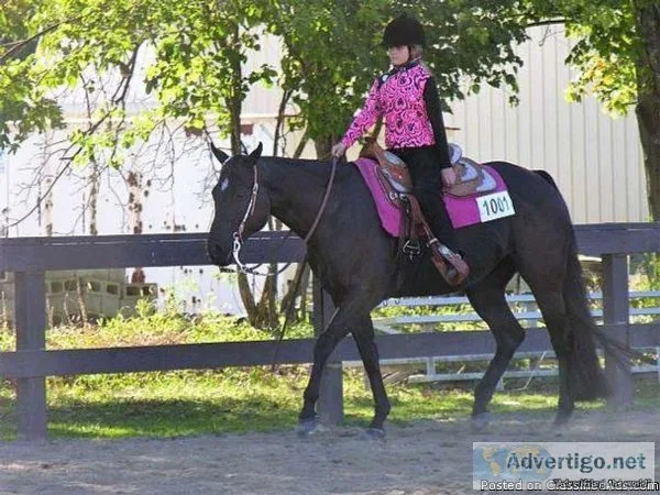 Black Quarter Horse Mare