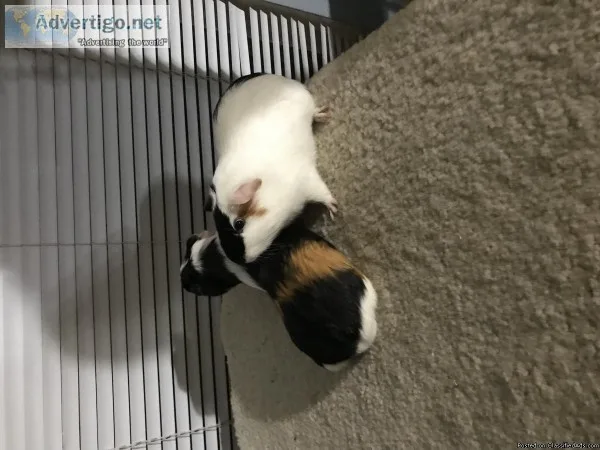 Guinea pigs