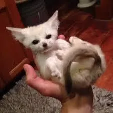 Baby fennec foxes for sale