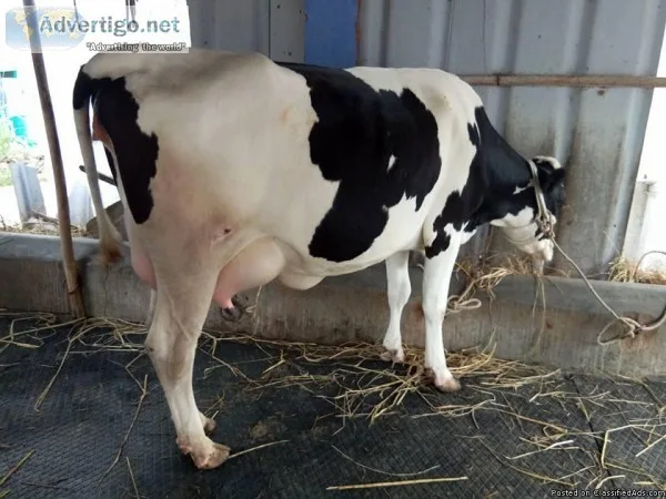 Pure Breed HF Cows for sale