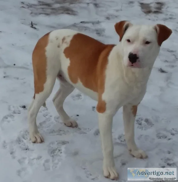 Beagle mix Dog