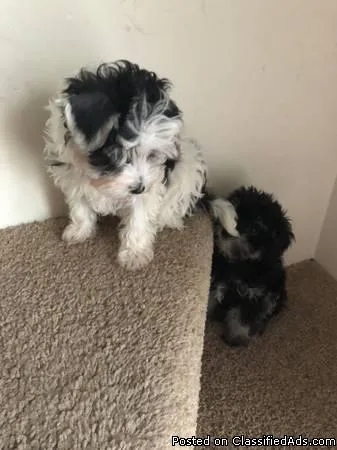 Shih tzu
