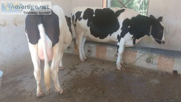 HF Cows For Sale