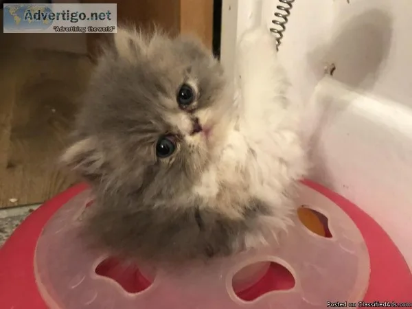 Persian Kittens Need Your Love GOOD HEALTH.
