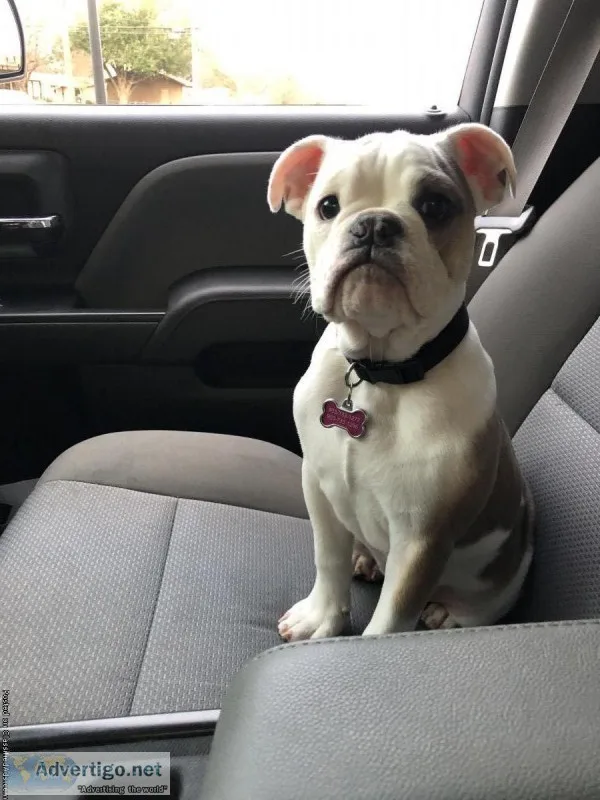 English Bulldog Full AKC 4 months old