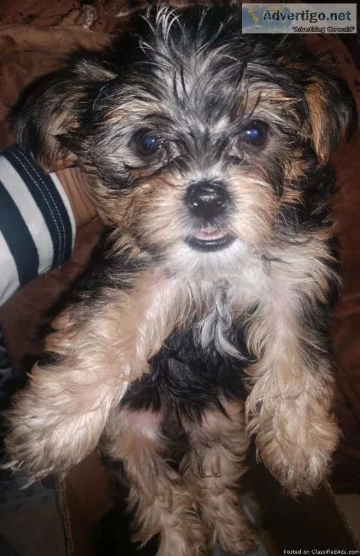  Tiny Toy-Sized Yorkie Beauties 
