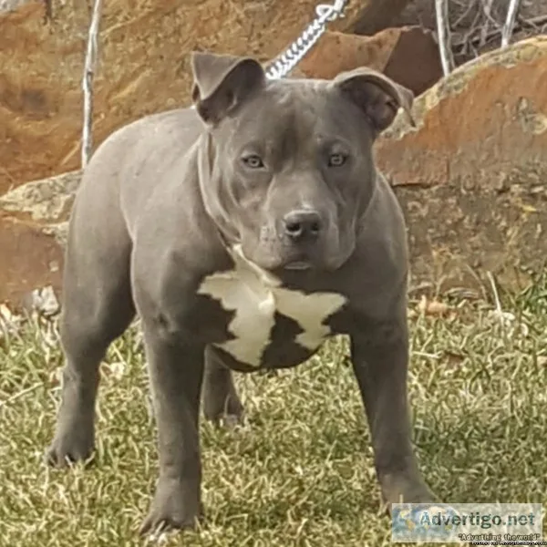 ABKC Exotic Bullies Dropping Soon