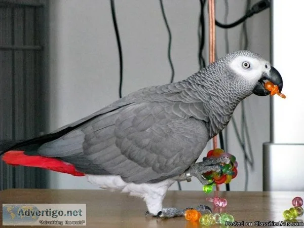 Beautiful Hand Reared Baby African Grey