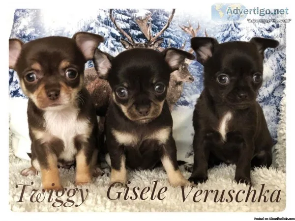 Kc Reg Show Quality Chocolate CHIHUAHUA Puppies