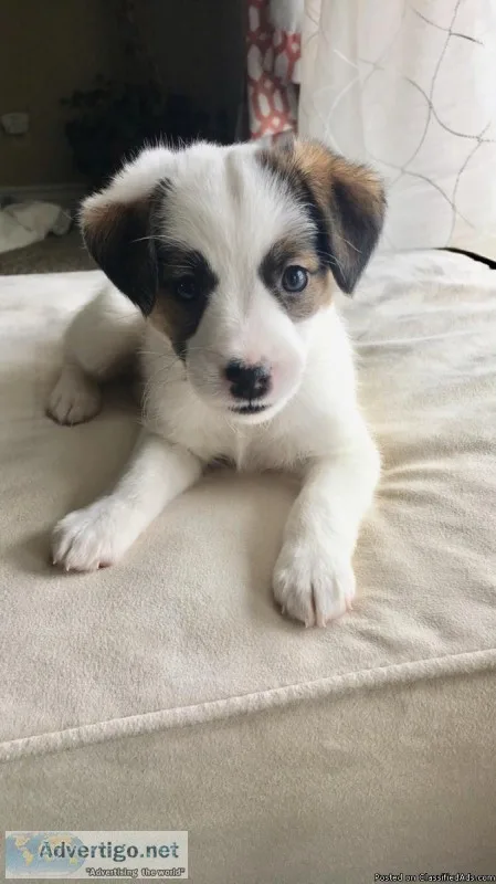 Purebred Jack Russell Terrier puppies