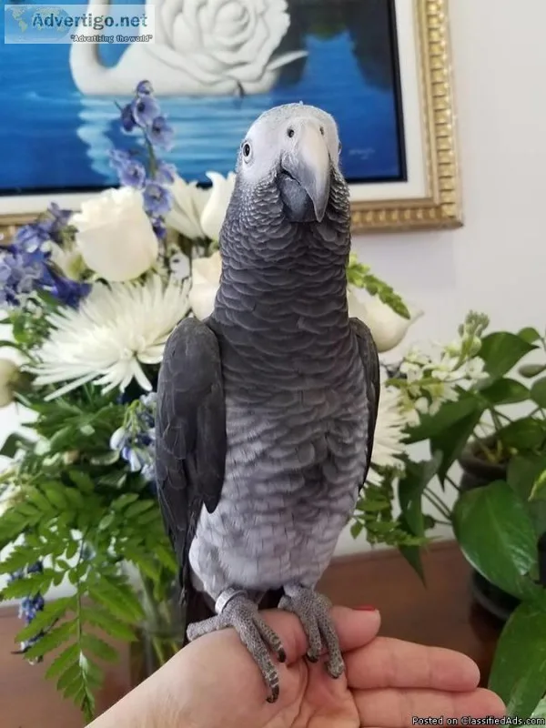 Silly tame and talking African grey parrot