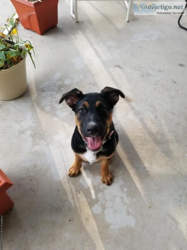 Rehoming Mix Shepard (Orlando)