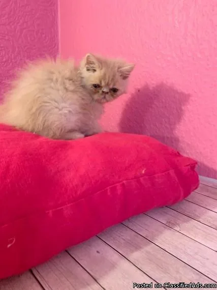 Absolutely Beautiful Persian Kitten