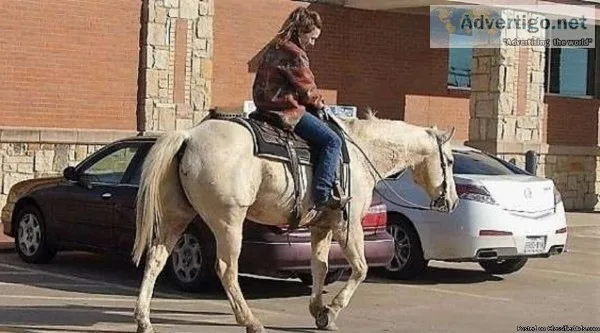 Tom - 15.3H 2011 Palomino Quarter Horse Gelding