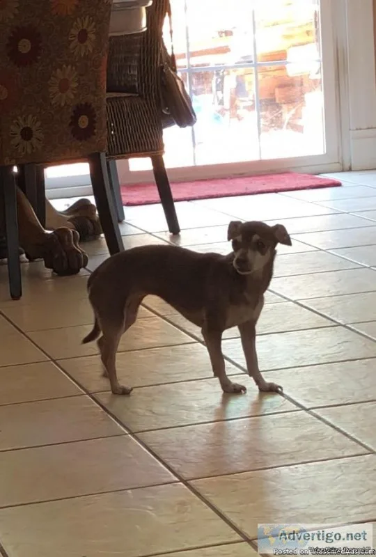 Adult Chihuahua
