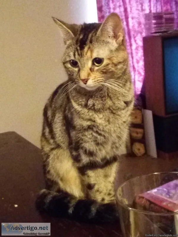 1 year old female bangel tiger house cat mix