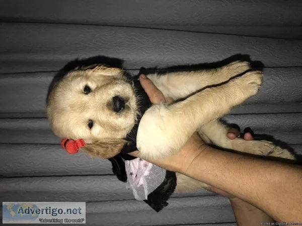 AKC Golden Retriever Puppy