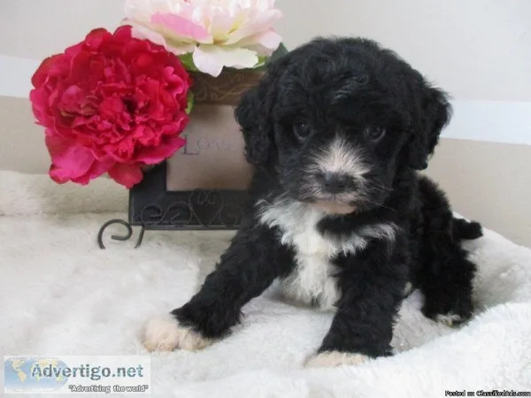 Rover Male Cavapoo