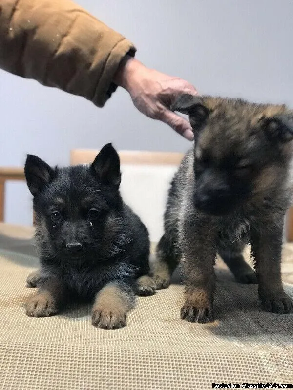 Purebred german shepherd pups ASAP