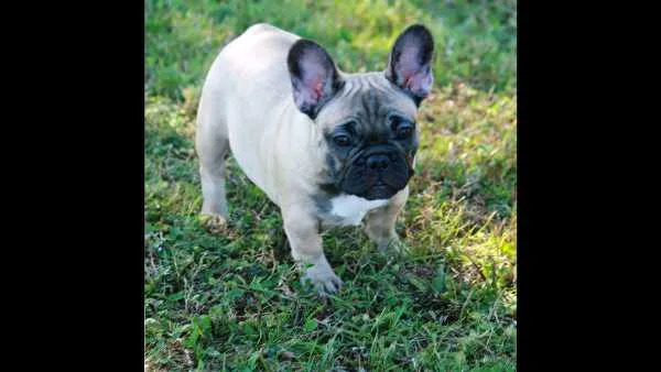 French bulldog puppy 2, 5 month old 