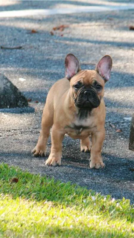 French bulldog puppy 2, 5 month old 