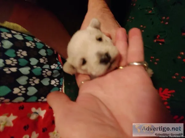 AKC Westie female puppies
