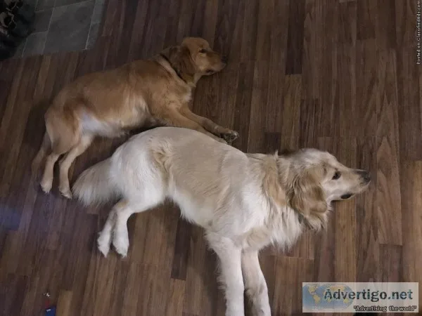 AKC Golden Retrievers