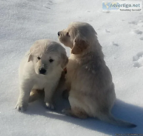 GOLDEN RETRIEVER PUPPIES