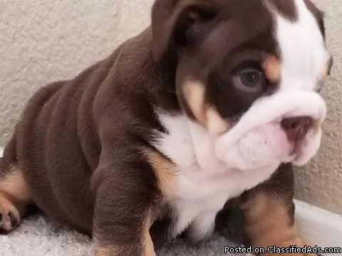 Amazing Chocolate Tan English Bulldog Puppies