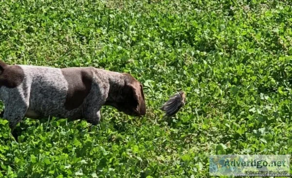 AKC German Shorthair Pointers