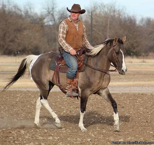Stunning 2011 APHA Grullo Gelding Safe for The Whole Family