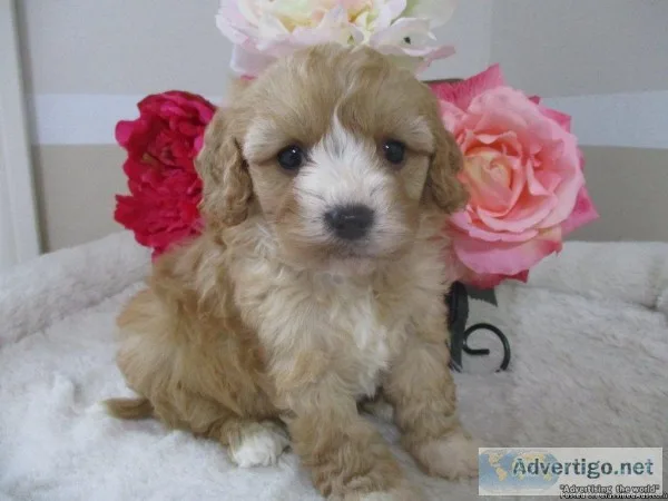 Sandy Female Cavapoo
