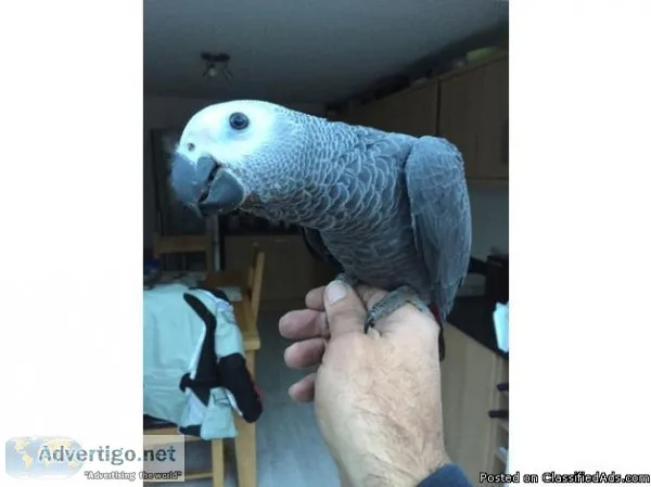Male and Female Healthy African Grey Parrot