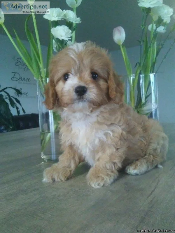 Bingo Male Cavapoo