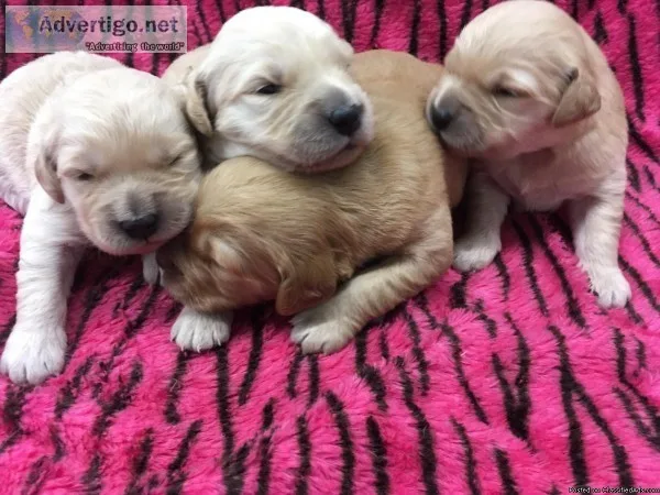 Golden Retriever Puppies