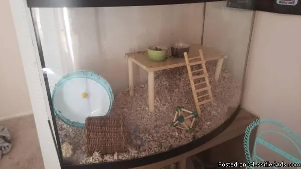 2 Hamsters with habitat