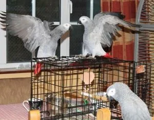 Companion Congo African Grey Parrot