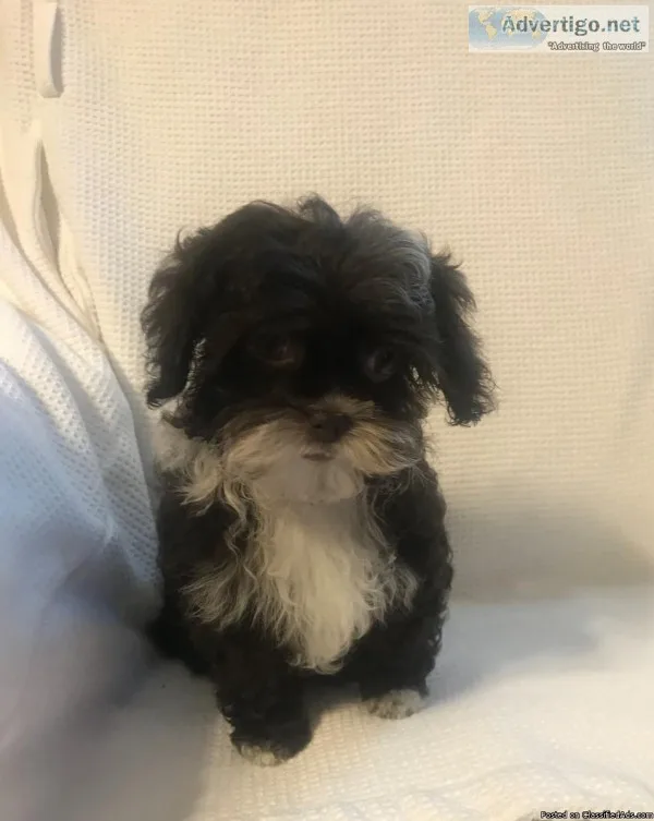 Female Shih-Poo Puppy