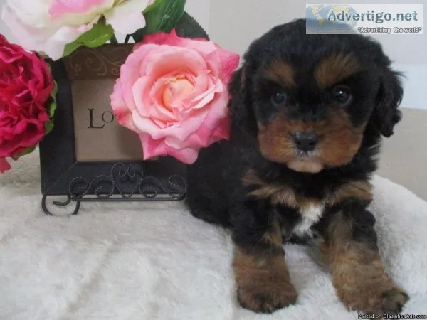 Snickers Male Cavapoo