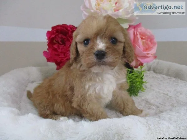 Jake Male Cavapoo