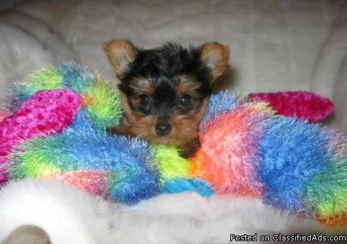 Beautiful AKC YORKIE (TOY) PUPPIES