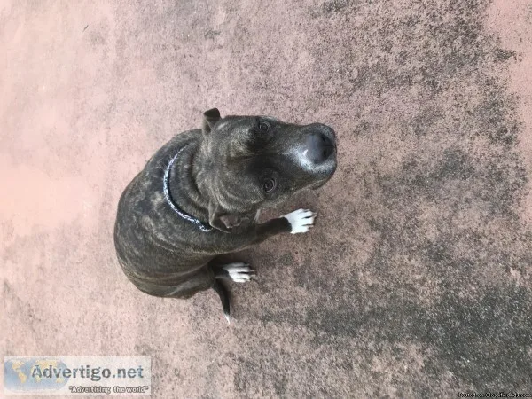 Lovable pitbull free to good home