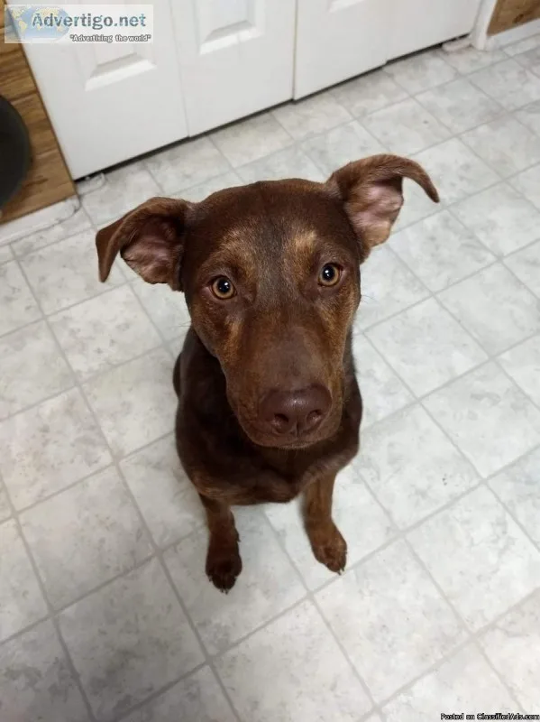 Female lab mix