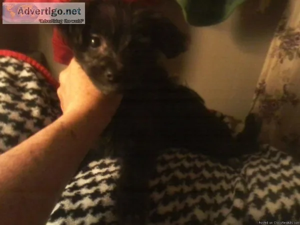 Pomapoo male