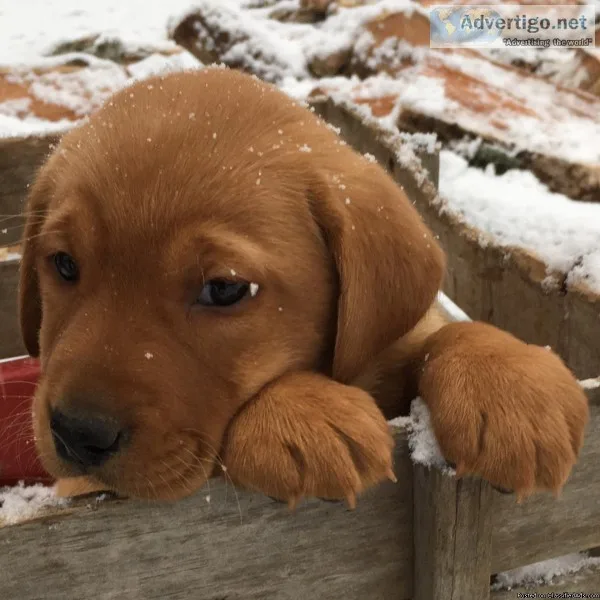 Red Lab Puppy
