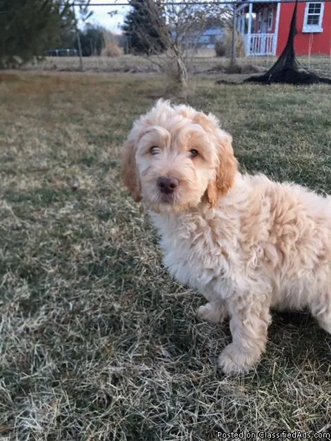 GOLDENDOODLE- F1 puppies