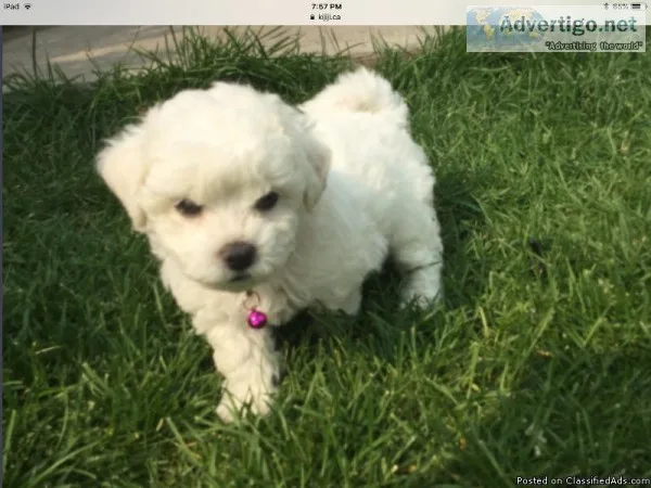 pure breed Bichon  puppies
