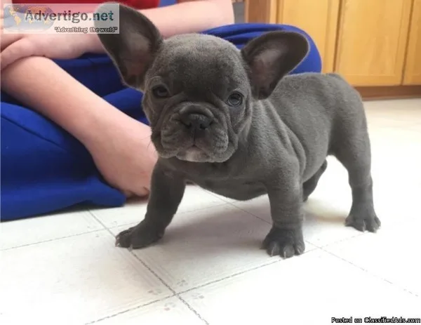 French Bulldog Puppies for Sale