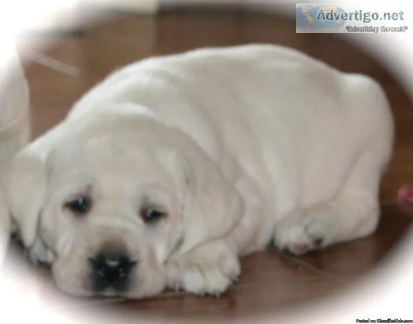 Lab puppies AKC