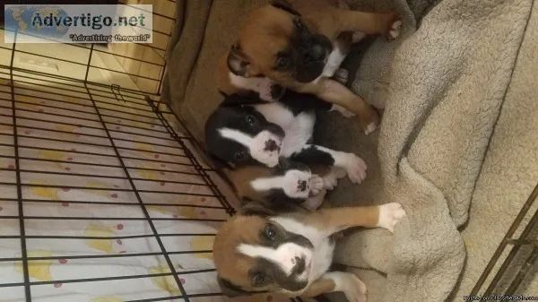 Boxer puppies for sale